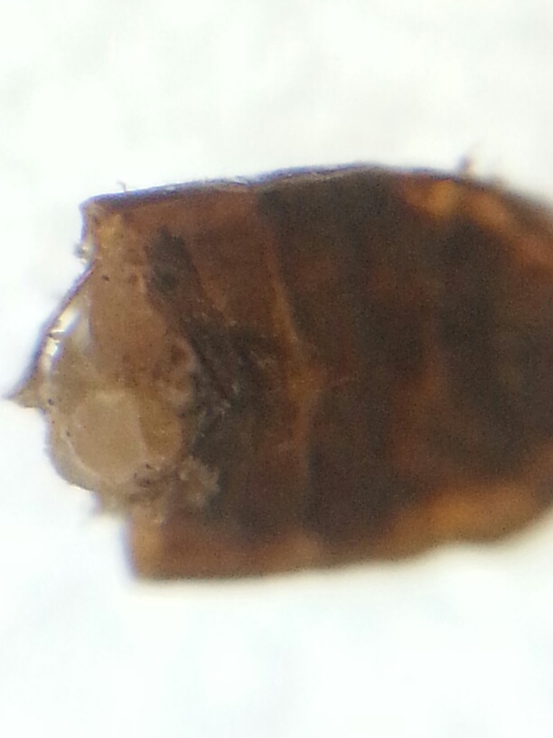 Picture: A fagment of the bug that ate the alder.