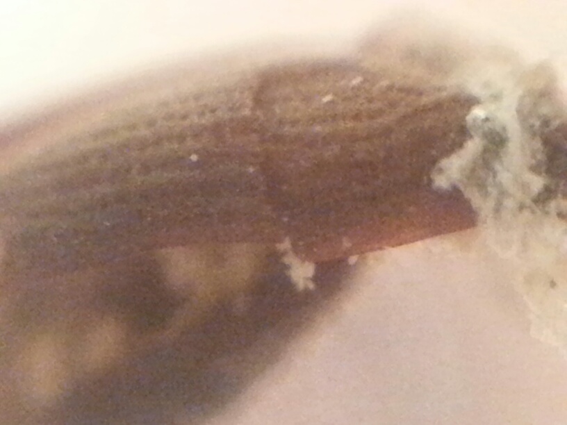 Picture:  Bug fragment with a very carapace look.  I think we're talking beetle here.
