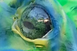 new frog eye cropped